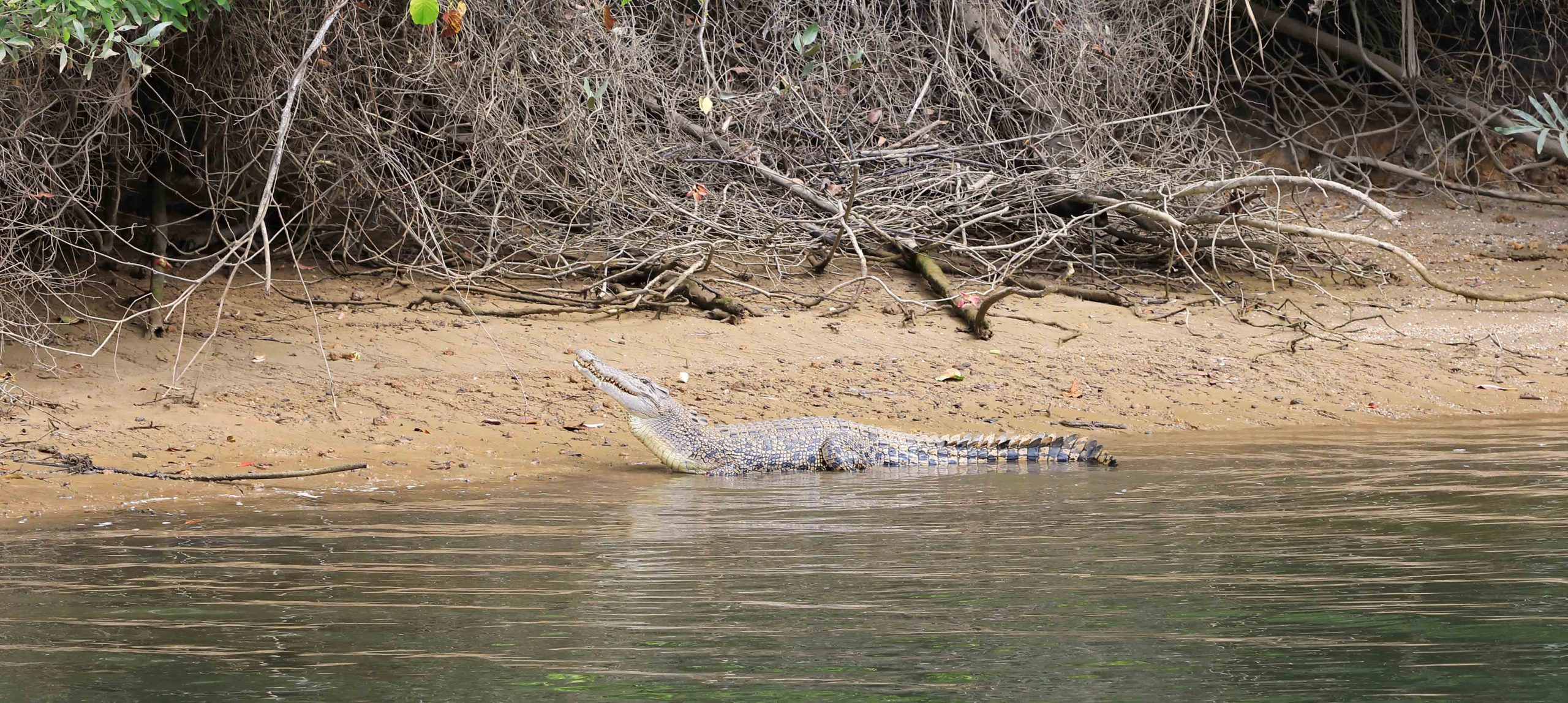 Mangrove Salt Water Crocodile